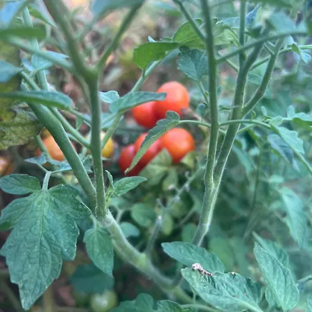 Narcisa לינה וארוחת בוקר