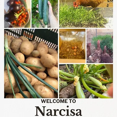 Narcisa 4*