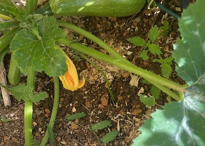 Narcisa Nocleg ze śniadaniem Nadur