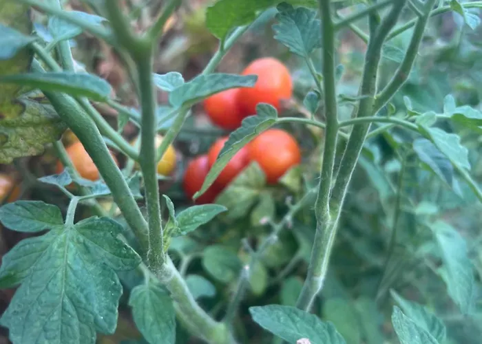 Narcisa Nocleg ze śniadaniem