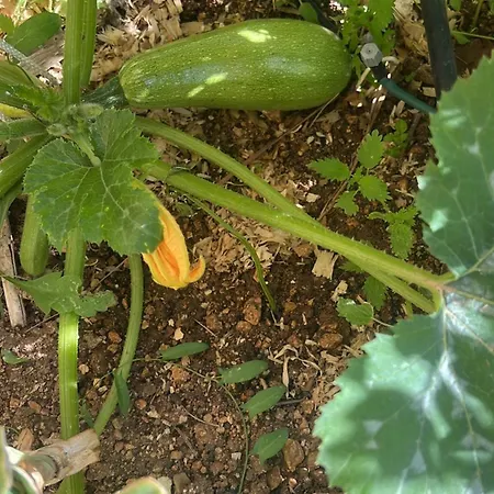 Narcisa فندق مبيت وإفطار نادور