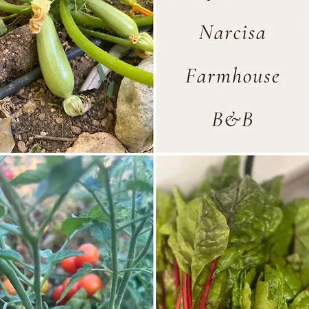 Narcisa