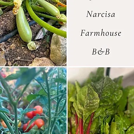Narcisa 4*
